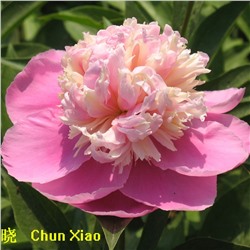 Paeonia herbaceous Chun Xiao (tube) Пион травянистый Весенняя Палитра