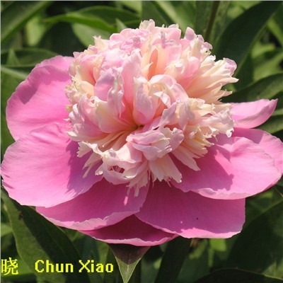 Paeonia herbaceous Chun Xiao (tube) Пион травянистый Весенняя Палитра