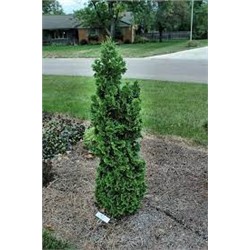 Thuja occidentalis 'Zmatlik'	C2 25-30 cm