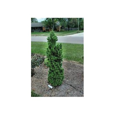 Thuja occidentalis 'Zmatlik'	C2 25-30 cm