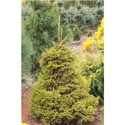 Picea abies 'Gold Dust' - C5 - 20/25