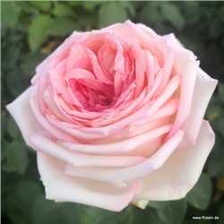 роза "Meine Rose" (штамб 80 см.)