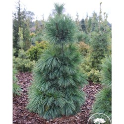 Сосна Pinus schwerinii Wiethorst P15 20-30