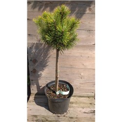 Pinus mugo 'Ophir'	50 cm stam cont. 7,5L