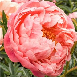 Paeonia herbaceous Coral Charm (tube) Пион травянистый Корал Шарм