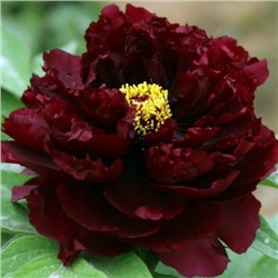 Paeonia tree Hei Bao (tube)  Пион древовидный Чёрный Тигр