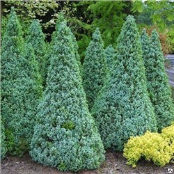 Picea glauca 'Sanders Blue'	C2 25-30 cm