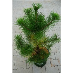 Pinus contorta 'Chief Joseph'	D 10 L 60-80