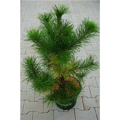 Pinus contorta 'Chief Joseph'	D 10 L 60-80