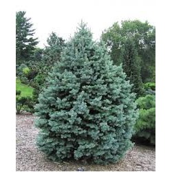 Abies lasiocarpa 'Green Globe' 30-40 cm cont. 7,5L