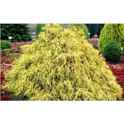 Chamaecyparis pisifera 'Paul's Gold' 25-30 cm cont. 3,0L