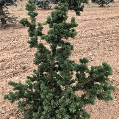 Picea pungens 'Lucky Strike'	C2