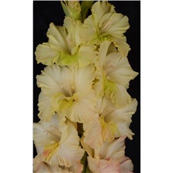 Гладиолус крупноцветковый Чех 27