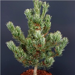 Pinus parv. 'Bergman' 30-40 cm cont. 7,5L