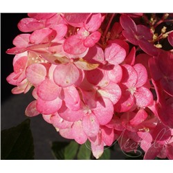Гортензия метельчатая (Hydrangea paniculata `Framboisine`) (Самарская Лидия)	С 3