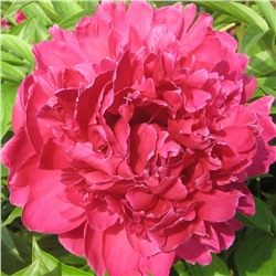 Paeonia herbaceous Zi Feng Chao Yang (tube) Пион травянистый Пурпурный Феникс