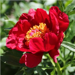 Red Windflower (Solaris)