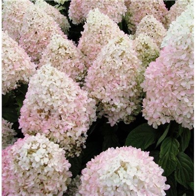Гортензия метельчатая (Hydrangea paniculata `Magical Sweet Summer`)С3