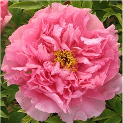 Paeonia tree Yin Hong Qiao Dui (tube)  Пион древовидный Серебристый ручей