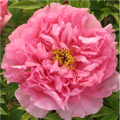 Paeonia tree Yin Hong Qiao Dui (tube)  Пион древовидный Серебристый ручей