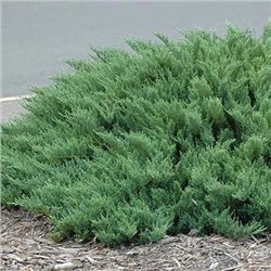 Можжевельник Juniperus sabina Tamariscifolia C3 30-40