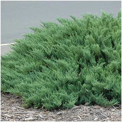Можжевельник Juniperus sabina Tamariscifolia C3 30-40