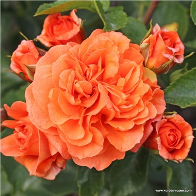 Rosa floribunda Orangerie