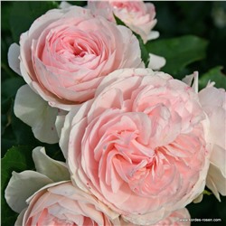 Rosa floribunda Larissa