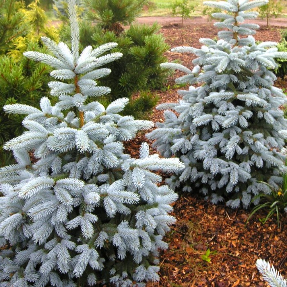 Ель колючая (Picea pungens Edith c3)