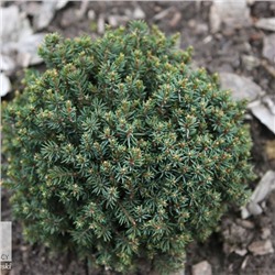 Picea glauca 'Blue Planet'	C2 10-15 cm