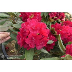 Rhododendron hybrida Mars