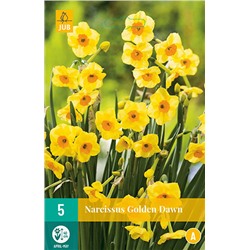 Narcissus Golden Dawn * 12/14 * 5 шт