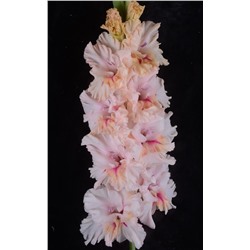 Гладиолус крупноцветковый Утренняя Нега
