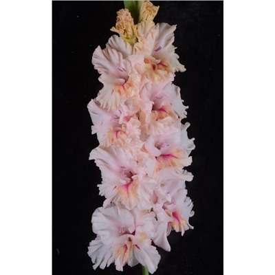 Гладиолус крупноцветковый Утренняя Нега