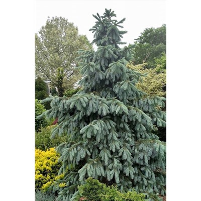 Ель	Picea engelmannii	Glauca			C5	30-45
