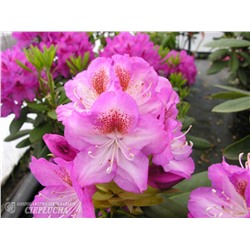 Rhododendron hybriden Kazimierz Odnowiciel