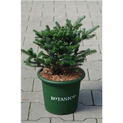 Abies koreana 'Oberon'	D 4 L 	25-30