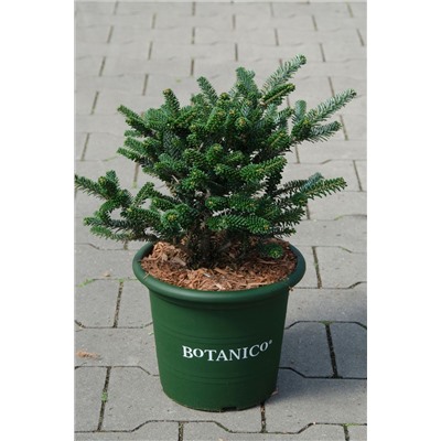 Abies koreana 'Oberon'	D 4 L 	25-30