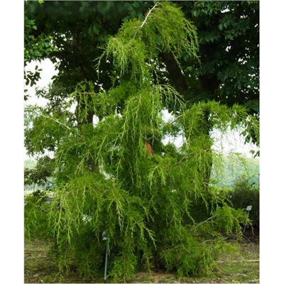 Juniperus virginiana 'Pendula' - C5 - 70/80