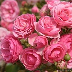 Rosa floribunda Pomponella