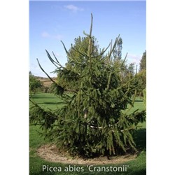 Picea abies Cranstonii C5 60-80