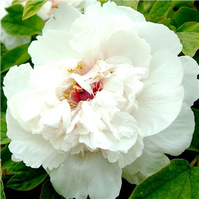 Paeonia herbaceous Bing Qing (tube) Пион травянистый Ледяной Бриз