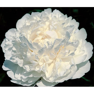 Peony 'Fairview' (SOLD OUT)