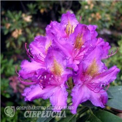 Rhododendron hybriden Libretto