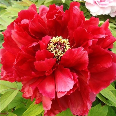 Peonia tree Fang Ji (tube) Ароматное воспоминание