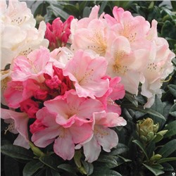 Рододендрон Rhododendron 'Percy Wiseman' С5