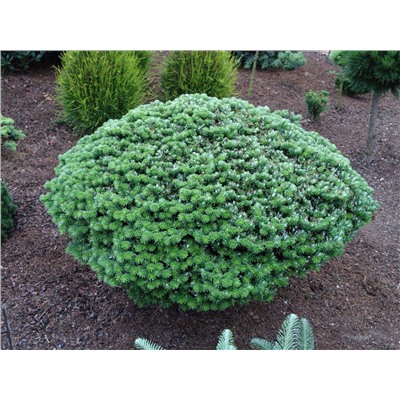 Abies koreana 'Kristallkugel'	15-20 cm met kluit