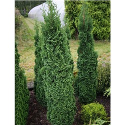 Thuja occidentalis 'Brobeck's Tower'	50-60 cm cont. 7,5L