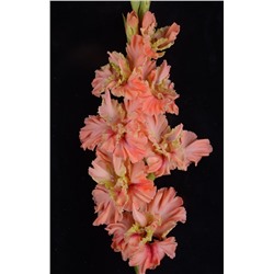 Гладиолус крупноцветковый Пируэт