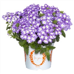 Вербена Empress Sun Lavender Charme,